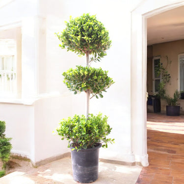 Ficus Panda